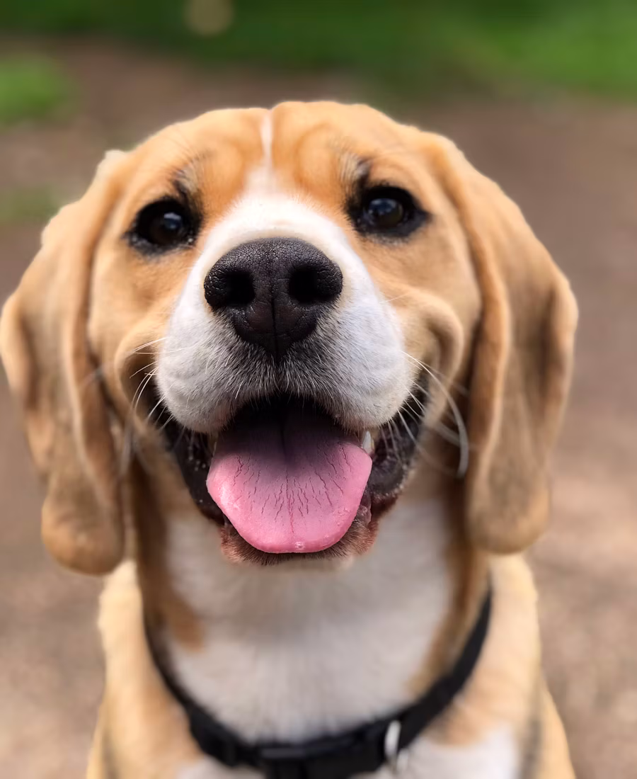 A happy dog greeting the camera